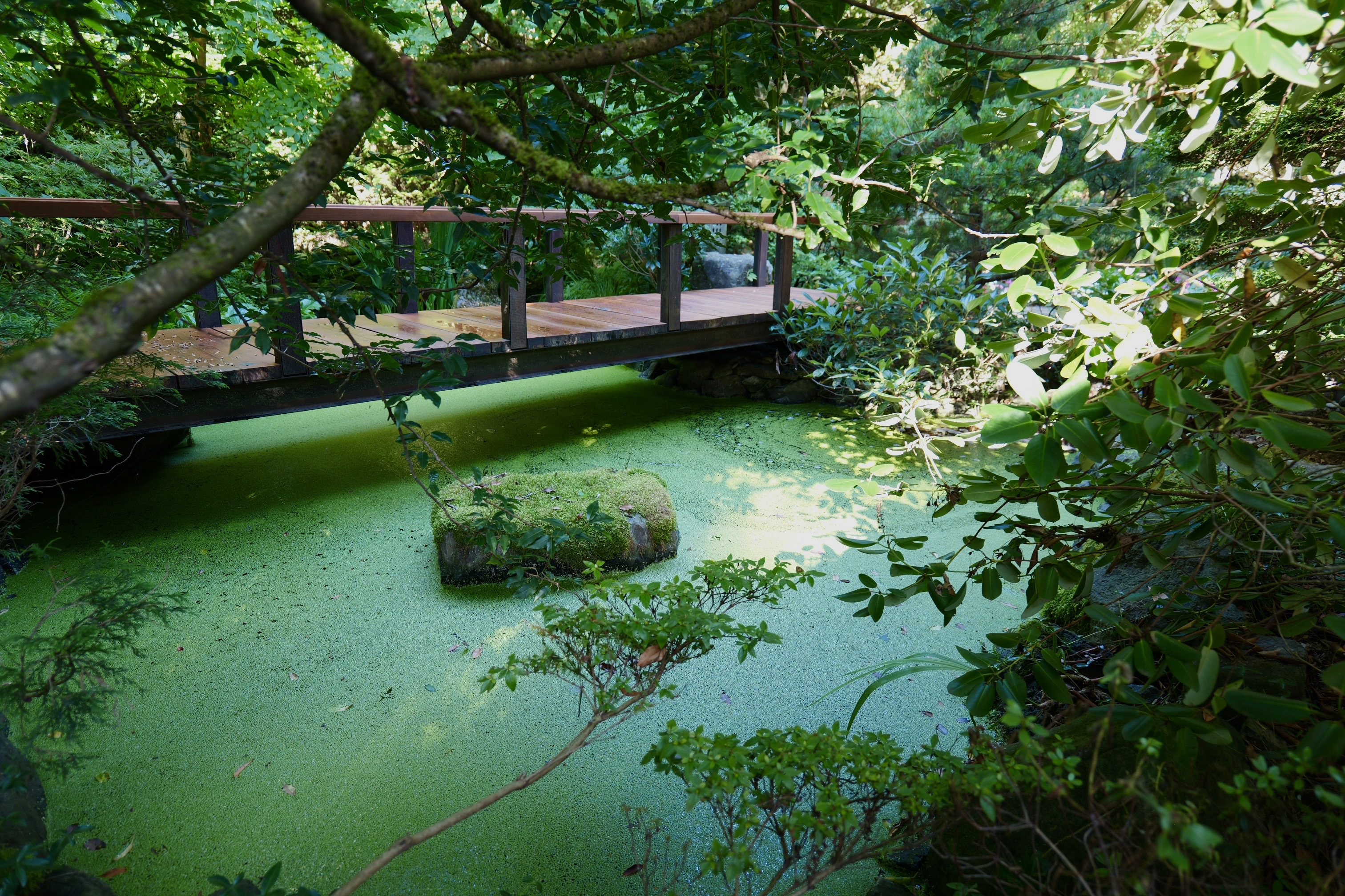 Thyme on 43rd Japanese Garden In Langrey