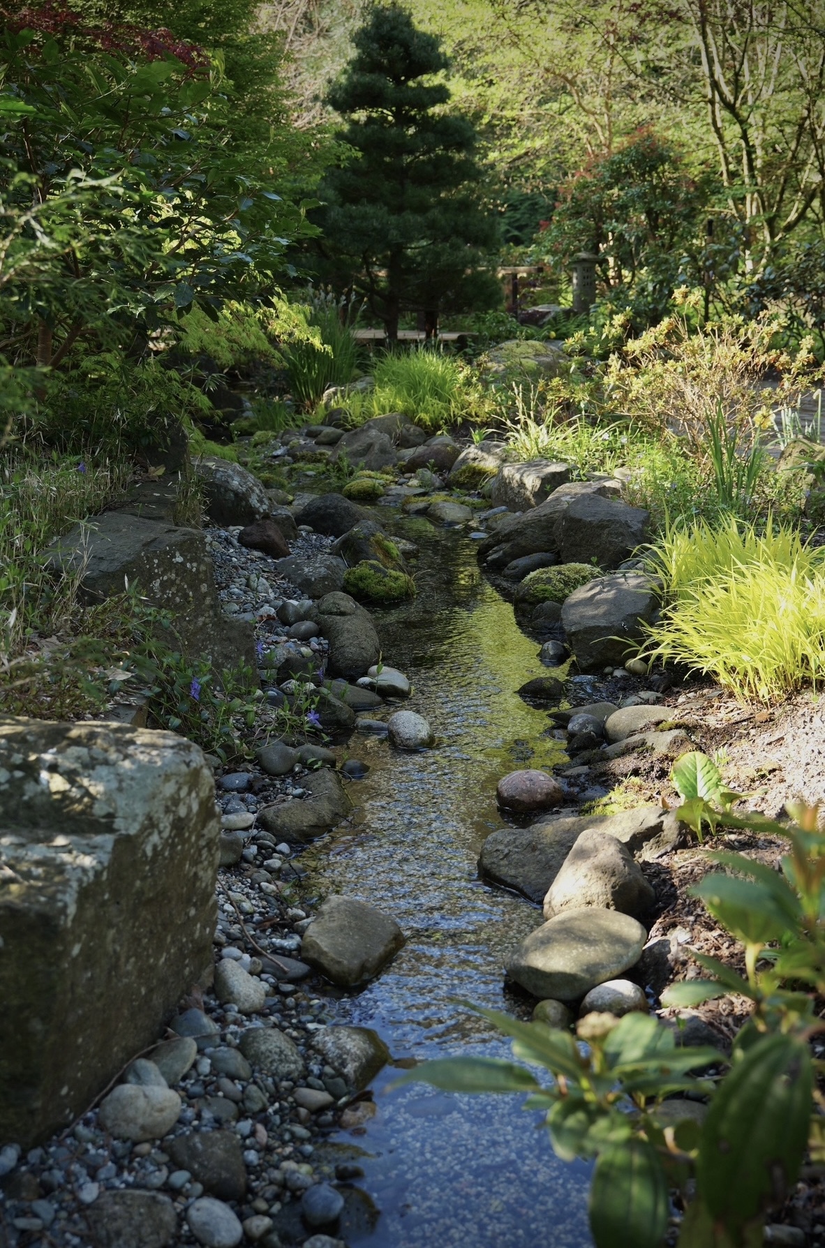 Thyme on 43rd Japanese Garden In Langrey